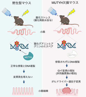 MUTYHが、酸化ストレス誘発消化管がんを防ぐ仕組みの概略図の画像