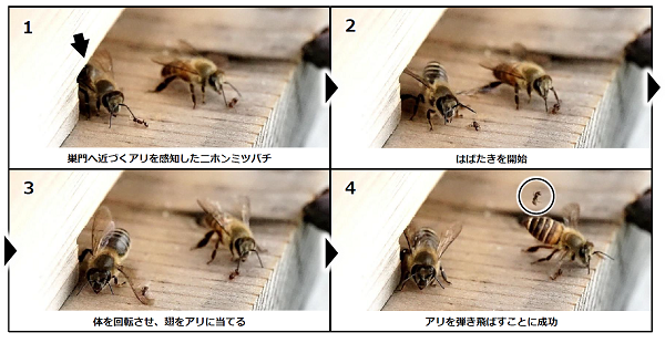 図1の写真