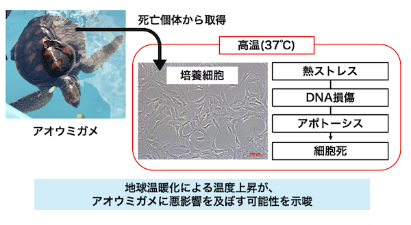 本研究概要図