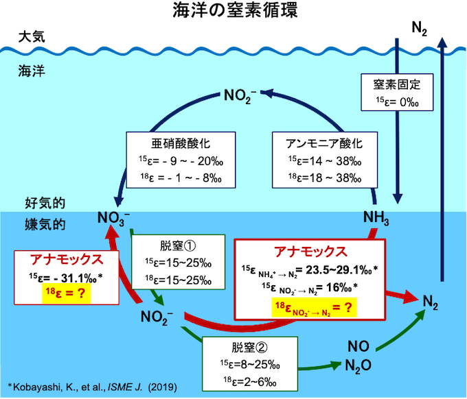 海洋の窒素循環における窒素(15ε)、酸素(18ε)同位体分別の図