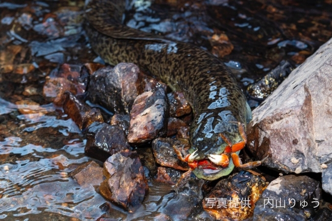 陸上でカニを捕食するウナギの写真