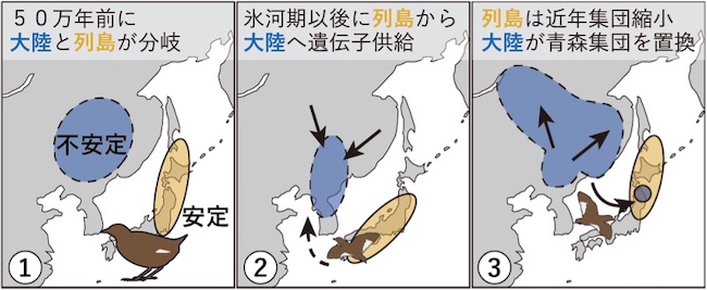 シマクイナが大陸と日本列島で枝分かれしてからの複雑な進化の歴史に関する模式図