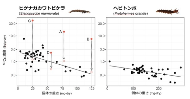 水生昆虫個体ごとの重さと放射性Cs濃度の関係の図