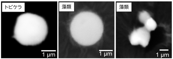  放射性セシウム粒子の電子顕微鏡画像の写真