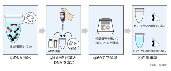 LAMP法によるヒアリ簡易検出法の概略図