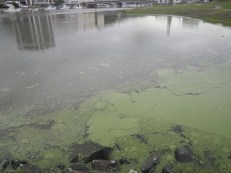 汽水で出現したアオコ（網走湖から流出する網走川、2017年）の写真