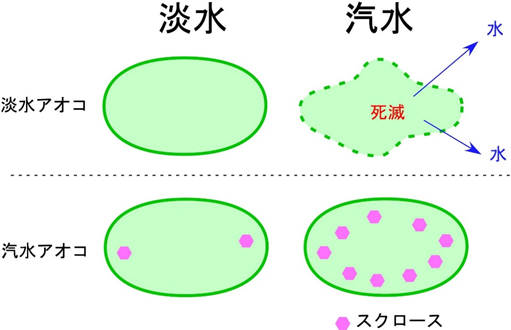 スクロースの細胞内蓄積による塩分耐性メカニズムの図