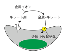 ゲノム情報から予測される金属イオンの取込みモデルの図