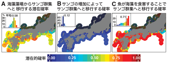 分布変化のモデルを用いて、海藻藻場からサンゴ群集へ移行する潜在的な確率の分布を計算し、その移行メカニズムの代表として、サンゴとの直接的な競合によって移行する相対確率と、魚が海藻藻場を食害することでサンゴ群集へと移行する相対確率を計算した図