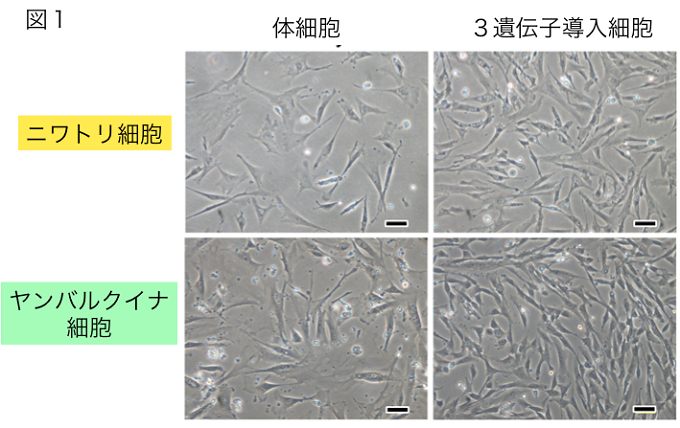ニワトリとヤンバルクイナ由来細胞の細胞形態の図の画像