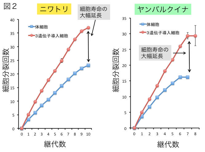 ニワトリとヤンバルクイナ由来細胞の細胞増殖能力の解析の図の画像