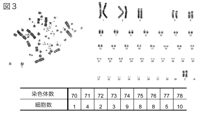 ヤンバルクイナの染色体解析の図の画像