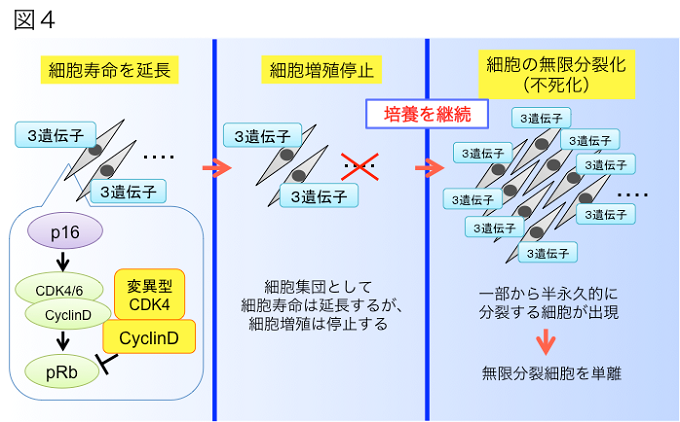 本研究概要を表した図の画像