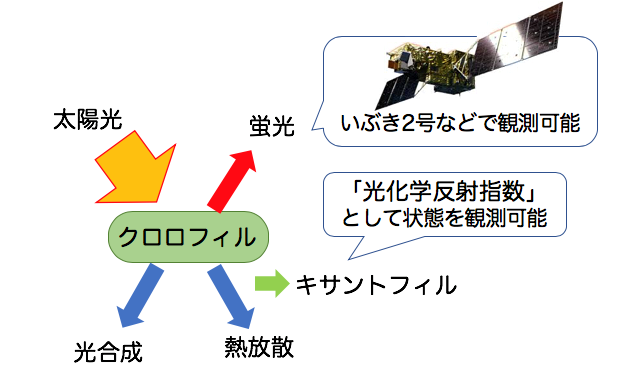 光合成の過程でクロロフィルが吸収した光エネルギーのゆくえを表した図