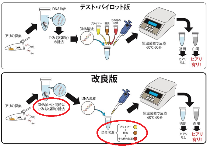 LAMP法を用いたヒアリ簡易検出法の改良ポイントを表した図