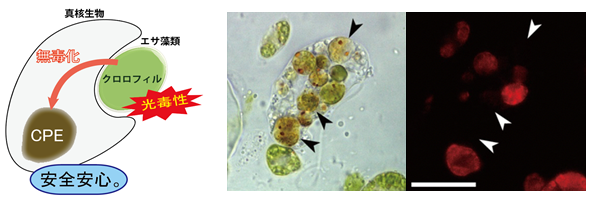藻類を捕食した細胞模式と明視野および蛍光顕微鏡像の画像