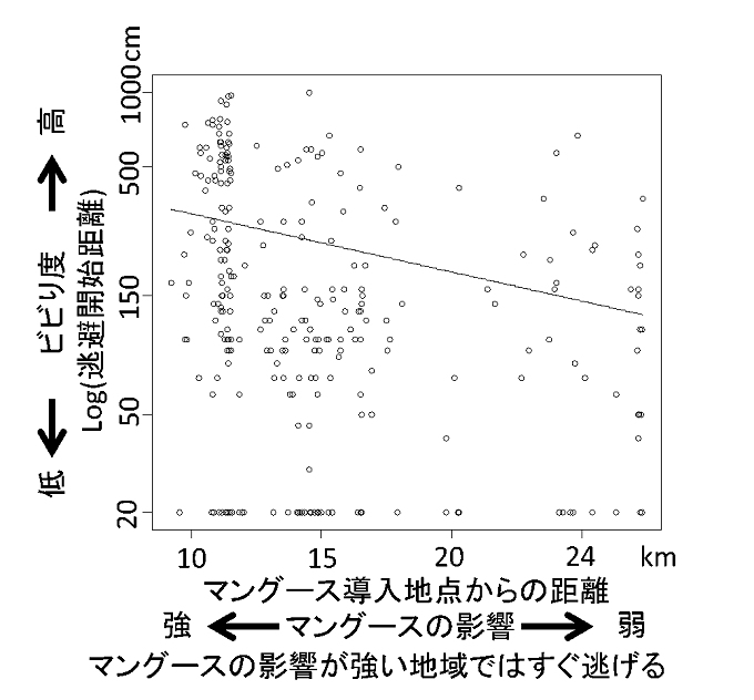 ビビり度(逃避開始距離)とマングースの影響(マングース導入地点からの距離)との関係図