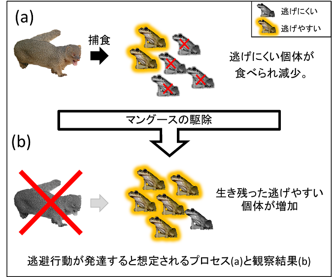 逃避行動が発達すると想定されるプロセスと観察結果の図