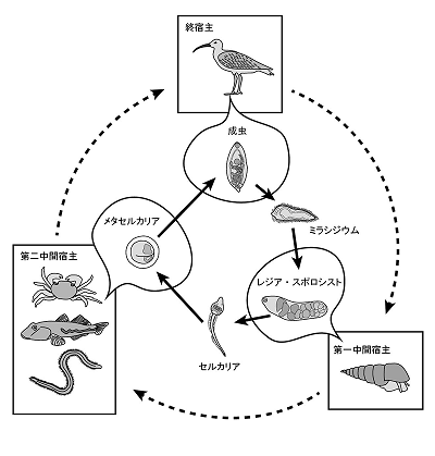 研究対象とした二生吸虫の生活環を表した図の画像