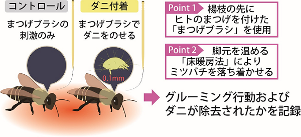 実験方法を表した図