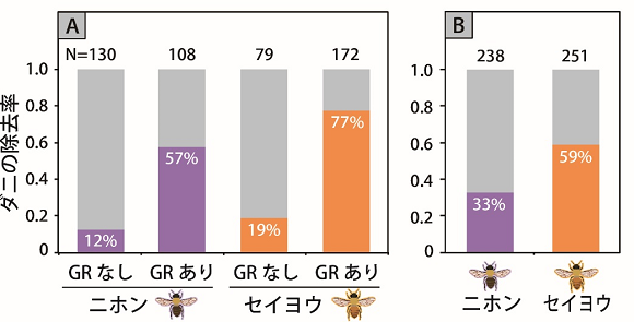 グルーミング(GR)した個体としなかった個体におけるアカリンダニの除去率(A)、 および両者を合計した場合のダニの除去率(B)の図