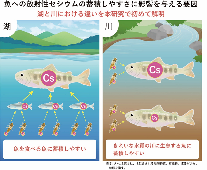 魚への放射性セシウムの蓄積しやすさに影響を与える要因を表したイメージ図