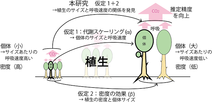 植生の呼吸速度を推定する方法の概念図の画像