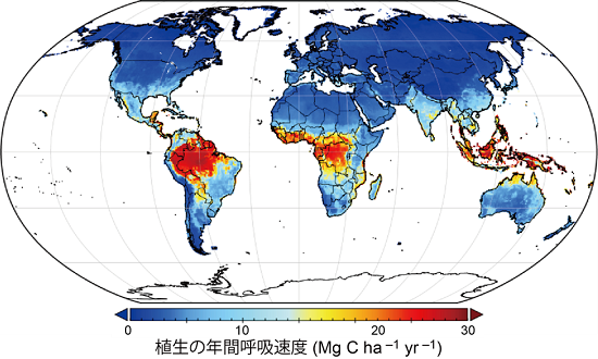 本研究で推定された植生の年間呼吸速度の分布を表した図