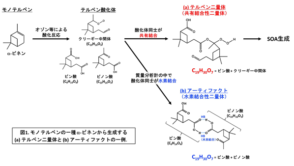 モノテルペンの一種α-ピネンから生成する(a)テルペン二量体と(b)アーティファクトの一例