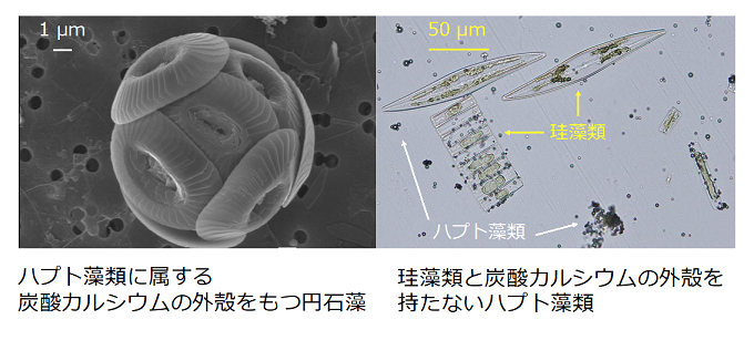 珪藻類とハプト藻類の写真
