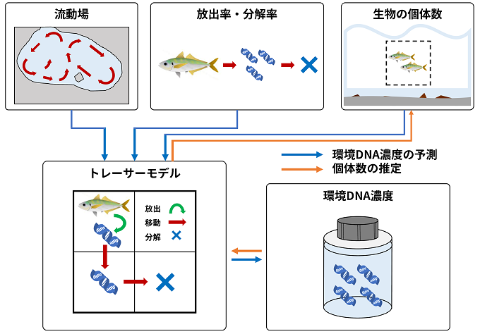 環境DNAの濃度計測に基づく個体数推定法の概念図