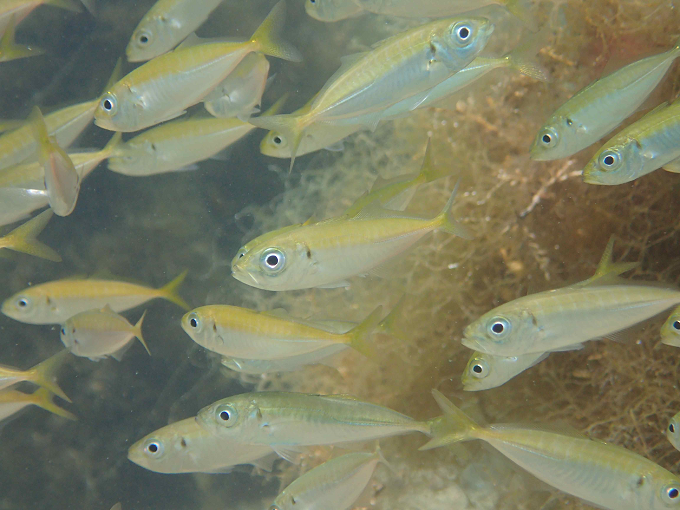 Japanese jack mackerel