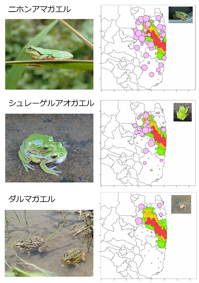 2014-2015年の鳴き声データに基づくカエル類三種の分布バブルチャートと写真