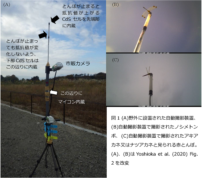 野外に設置された自動撮影装置の写真と、自動撮影装置で撮影された装置に止まっているトンボの画像