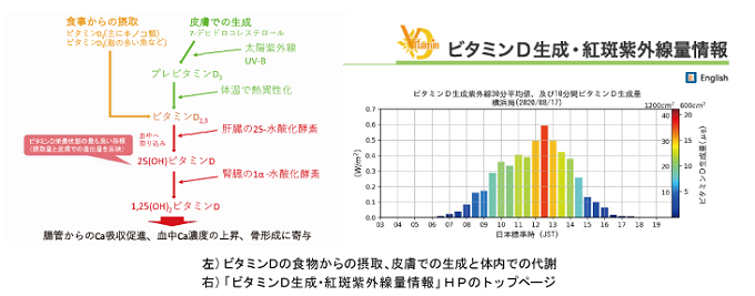 ビタミンDの体内での代謝の図、ビタミンD生成・紅斑紫外線量情報ホームページの画像