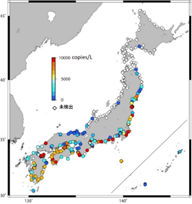 河川下流域におけるニホンウナギの環境DNA濃度(河川水中のDNA断片の数)を表した図