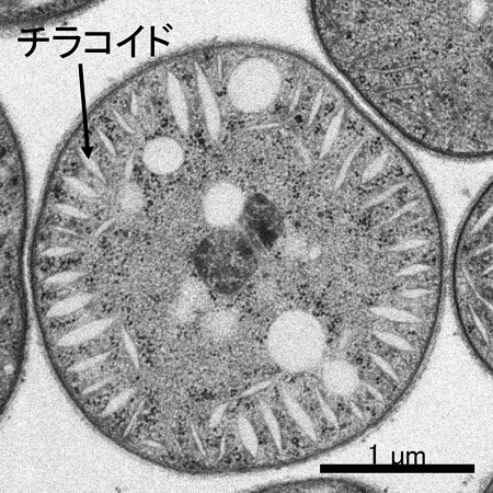 光合成を行うチラコイドの配列もこのグループの中では例外的で、放射状に並んでいる様子の写真