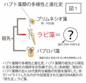 ハプト藻類の多様性と進化史を表した図