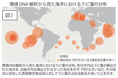 環境DNA解析から見た海洋におけるラピ藻の分布の図