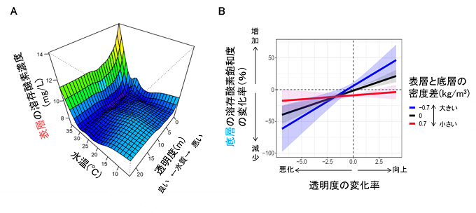 推定された（A）水温と透明度が表層の溶存酸素濃度に与える影響、（B）透明度と表層と底層の密度差が底層の溶存酸素飽和度の変化率に与える影響を表した図