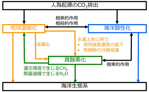 人為起源CO2を介した地球温暖化・海洋酸性化・貧酸素化の相互関係の概念図