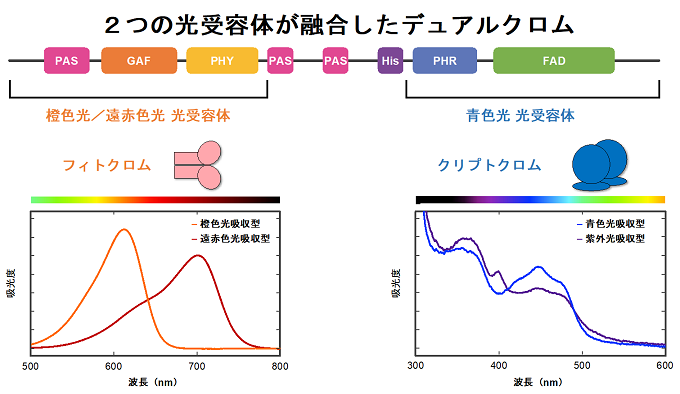 デュアルクロムの機能ドメイン構造と吸光度を示した図