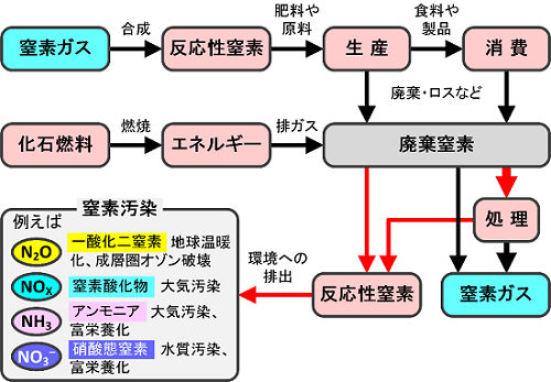 人類の窒素利用がもたらす窒素汚染とその影響を表した図