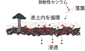 森林の表土で生じる放射性セシウムの動きを表した図