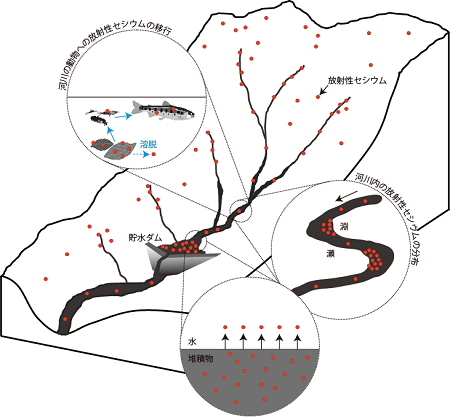 河川内で生じる放射性セシウムの動きを表した図