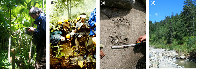 北大クマ研のヒグマ痕跡調査の写真