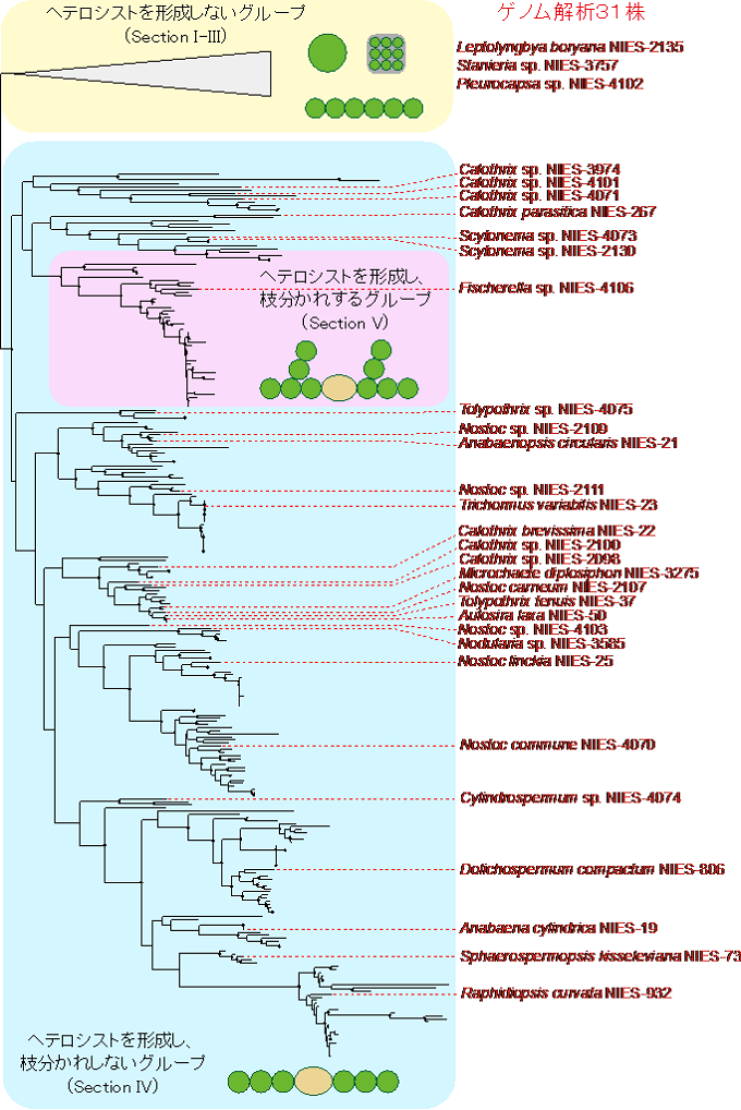 ゲノム解析を行った３１株のシアノバクテリアの系統関係の図