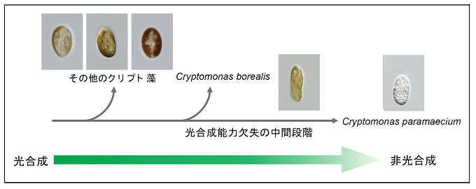 クリプト藻の進化における光合成能力消失を表した図