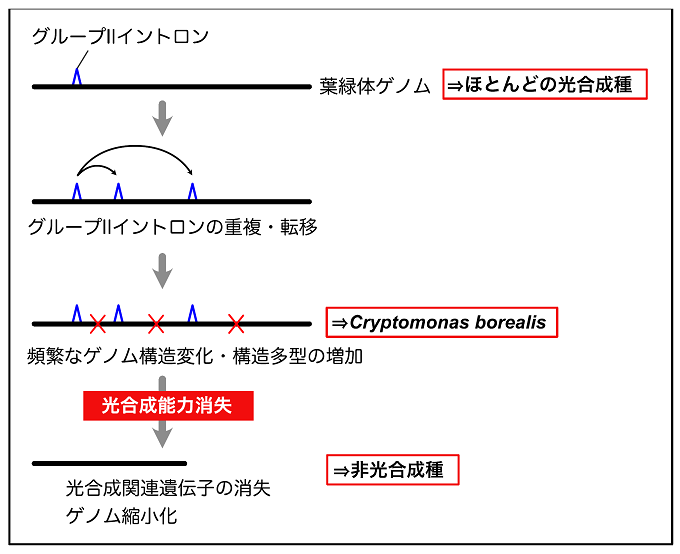 光合成能力消失に伴うクリプト藻の葉緑体ゲノムの進化を表した図