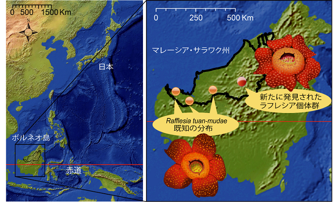 マレーシア・サラワク州における既知のラフレシア・トゥアンムデの分布と新たに発見された個体群の位置を表した図
